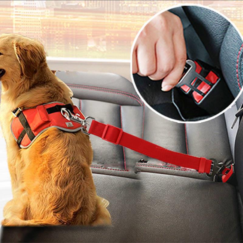 Laisse télescopique et harnais de traction pour chien – promenade et sécurité auto